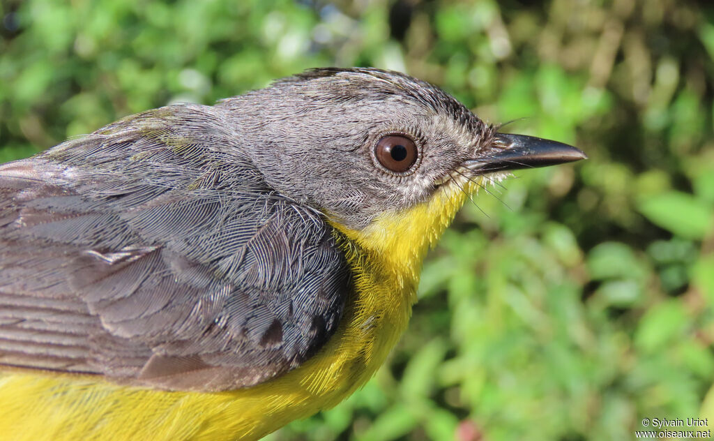 Grey-and-gold Warbler