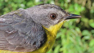 Grey-and-gold Warbler