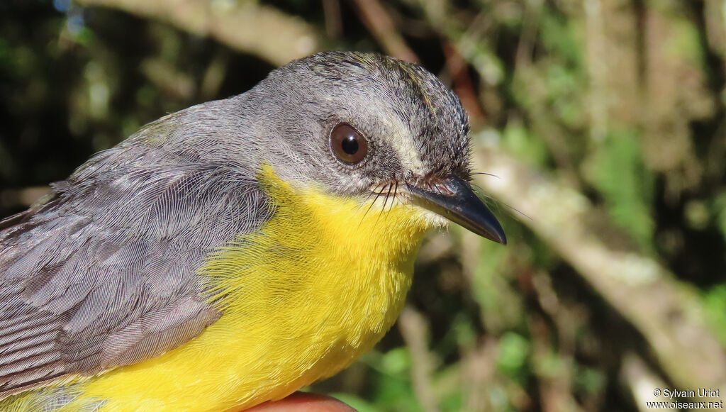 Grey-and-gold Warbleradult