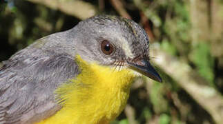 Grey-and-gold Warbler