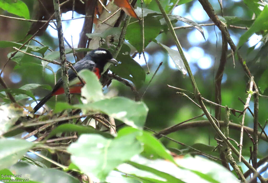 Rose-breasted Chat male adult, identification