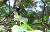 Paruline de Pelzeln