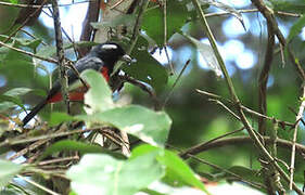 Rose-breasted Chat