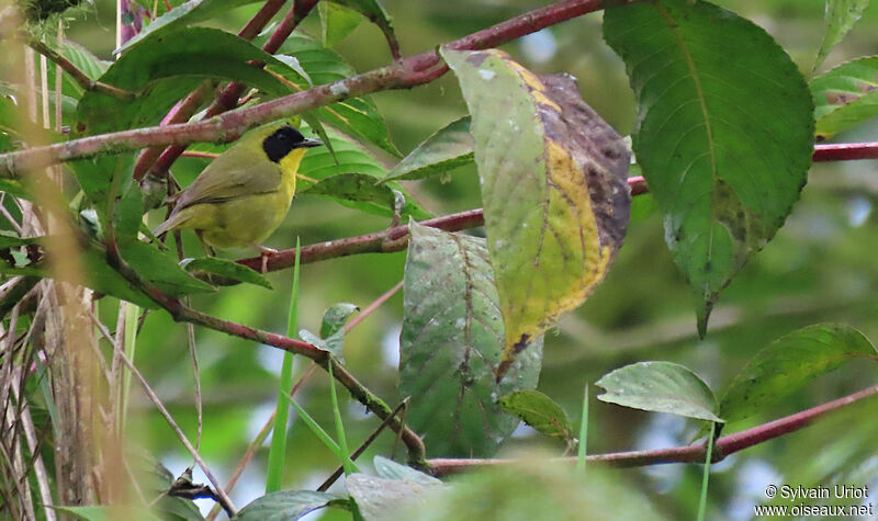 Olive-crowned Yellowthroat male adult