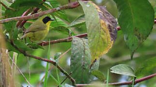 Olive-crowned Yellowthroat