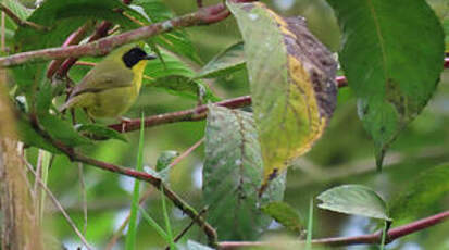 Paruline des bambous