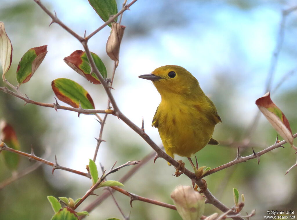 Mangrove Warbler female adult