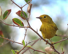 Mangrove Warbler