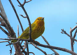 Mangrove Warbler