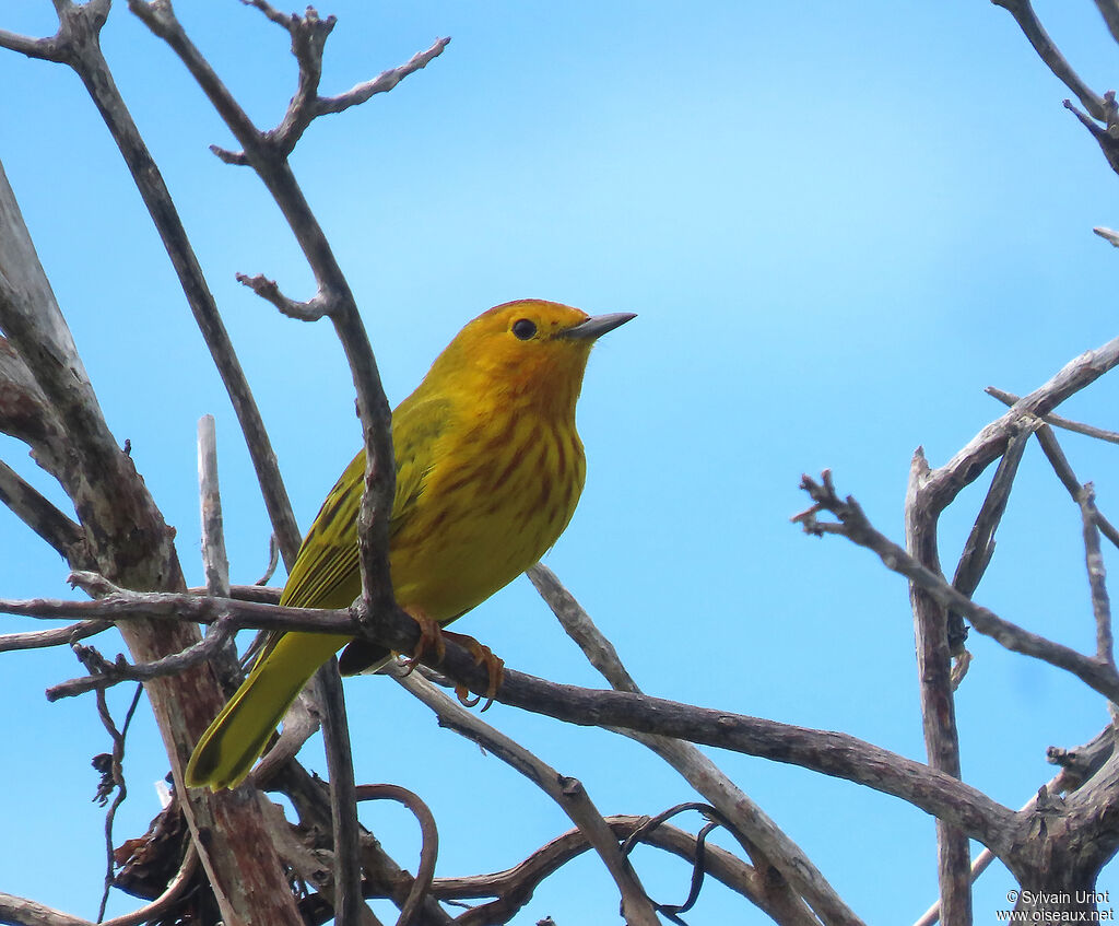 Mangrove Warbler male adult