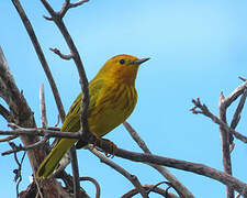 Mangrove Warbler