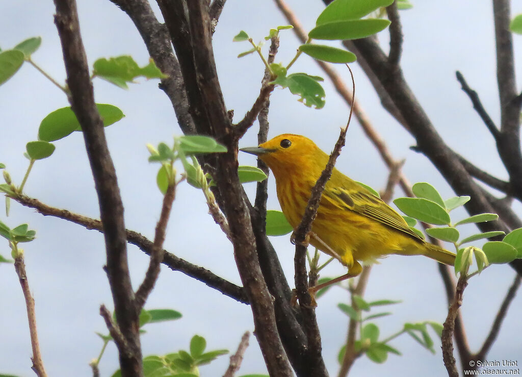 Mangrove Warbler male adult