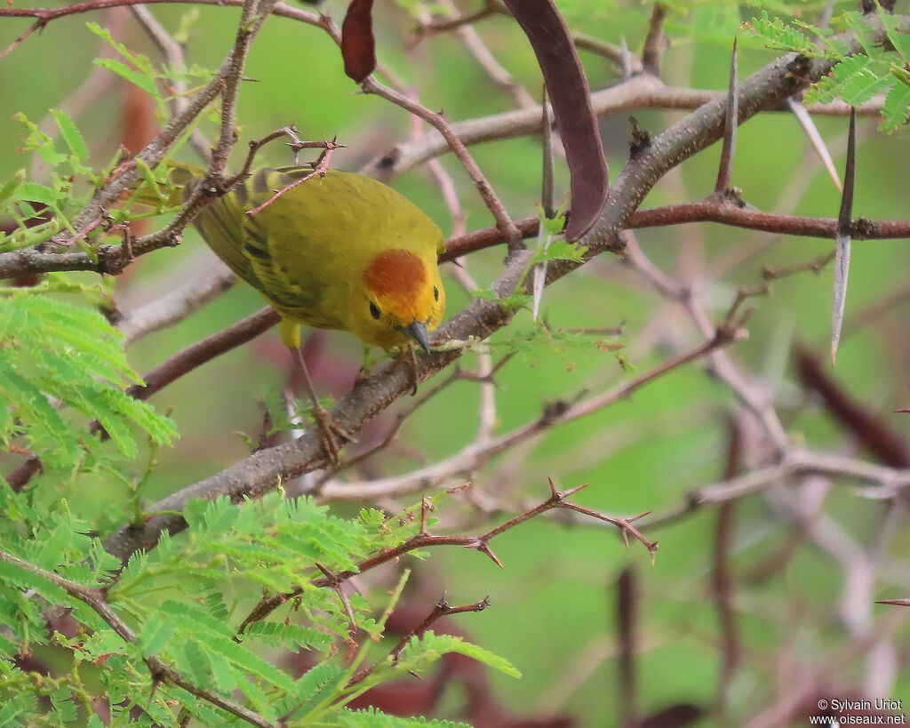 Mangrove Warbler male adult