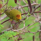 Paruline des mangroves