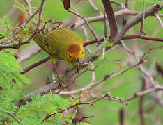 Paruline des mangroves