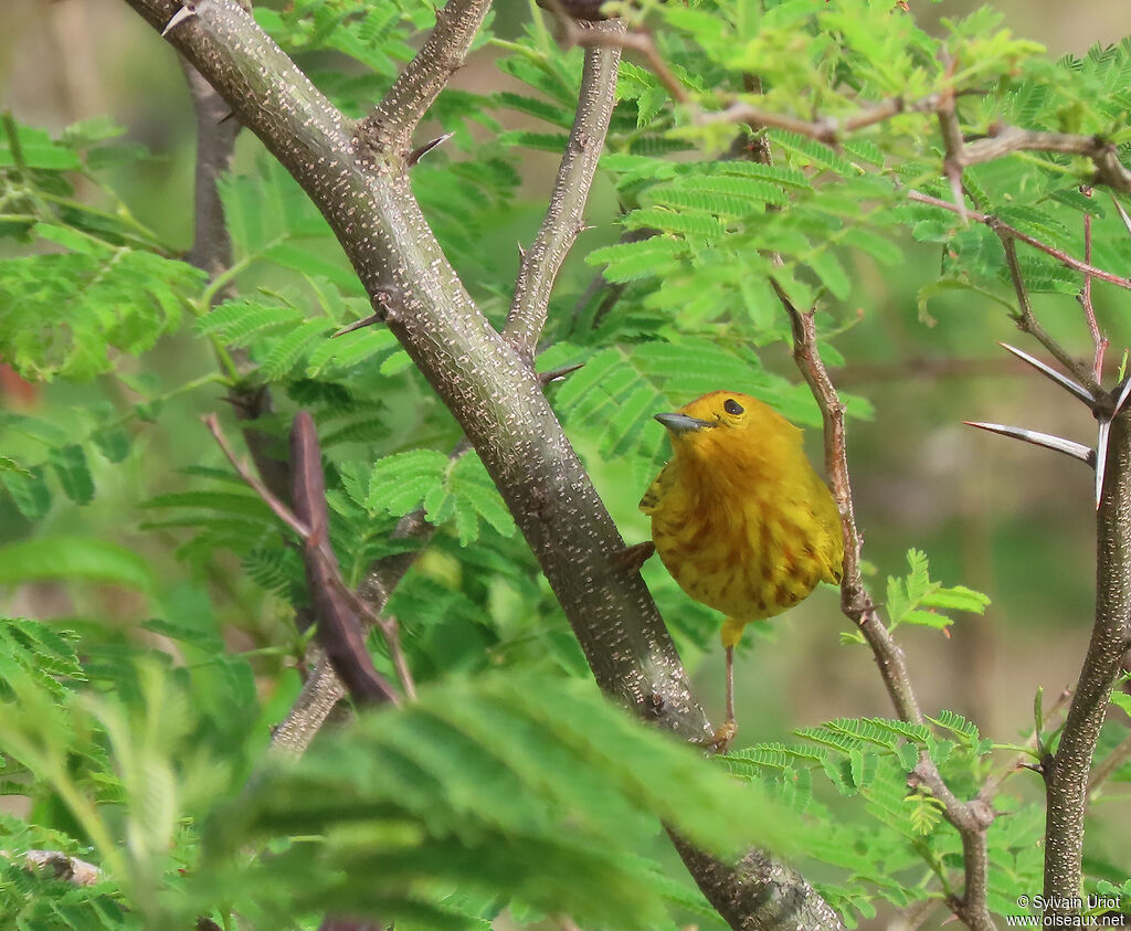 Mangrove Warbler male adult