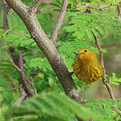 Paruline des mangroves