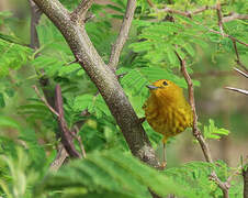 Paruline des mangroves