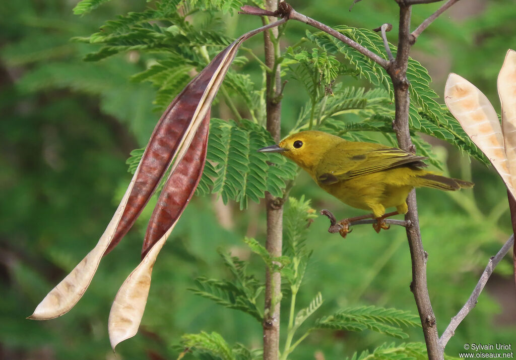 Mangrove Warbler female adult