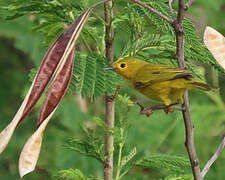 Mangrove Warbler