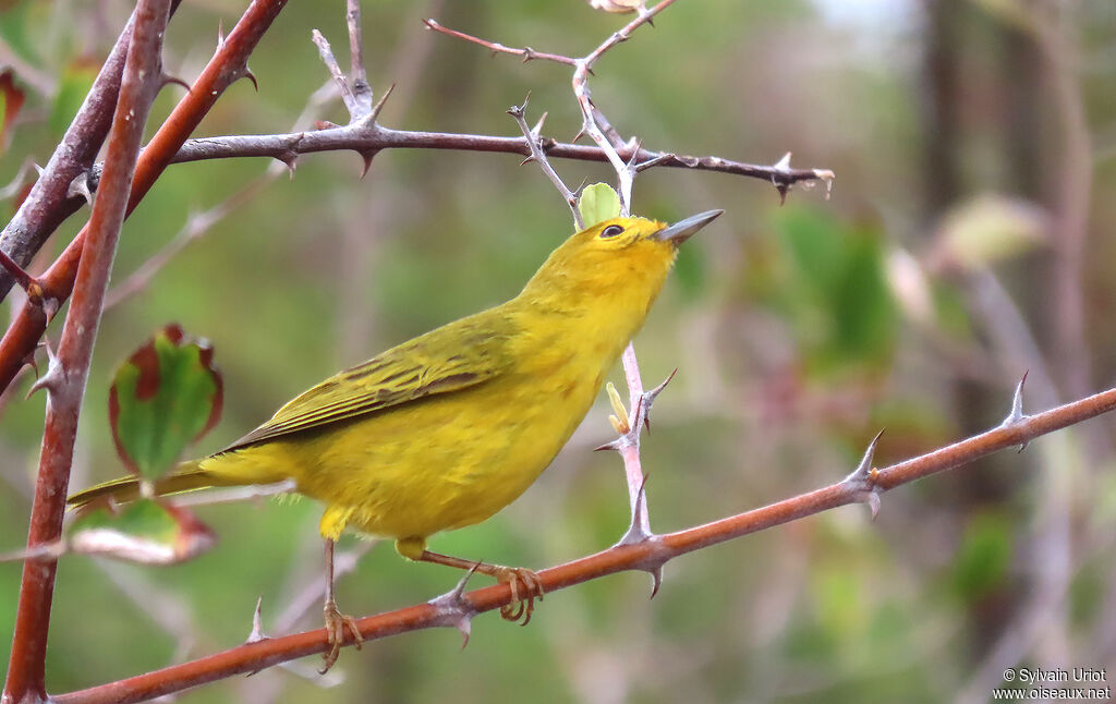 Mangrove Warbler female adult