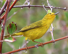 Mangrove Warbler