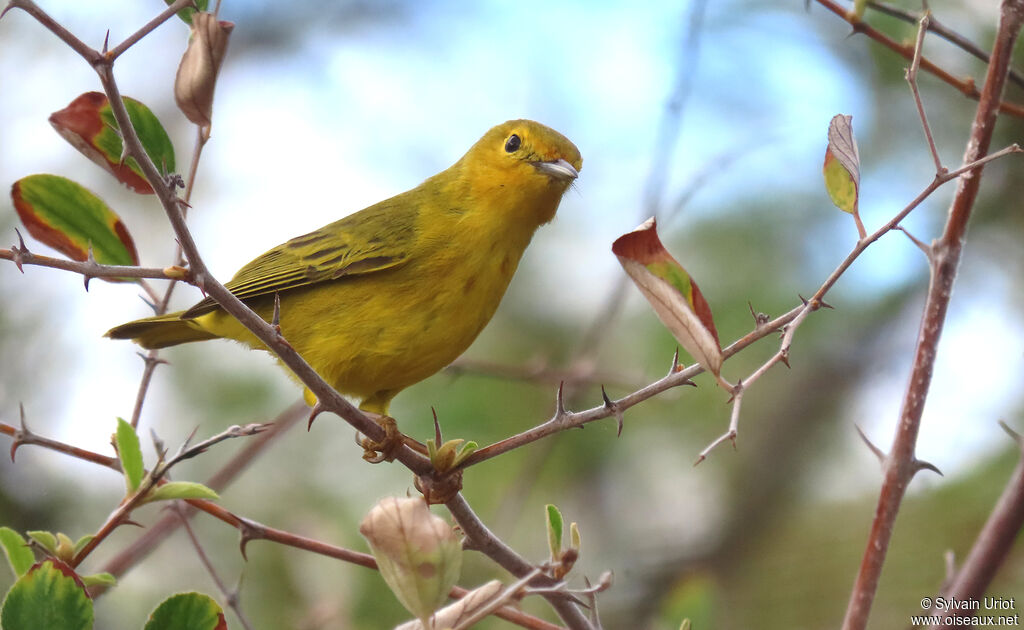 Paruline des mangroves femelle adulte