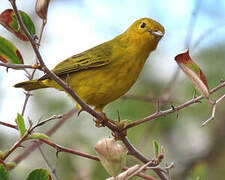 Mangrove Warbler