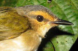 Riverbank Warbler