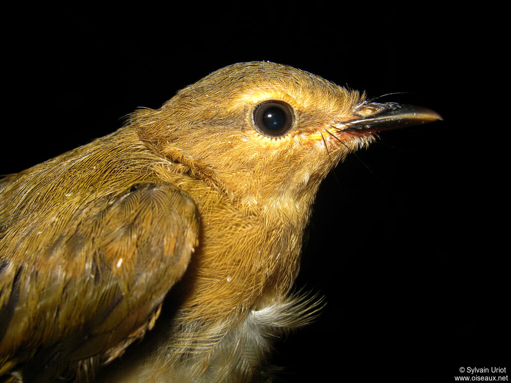 Riverbank Warblerjuvenile