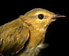 Riverbank Warbler