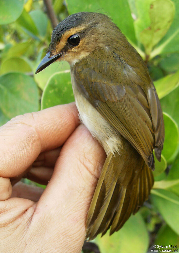 Paruline des rivesadulte