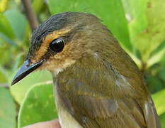 Riverbank Warbler