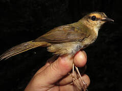 Riverbank Warbler