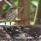 Paruline des ruisseaux