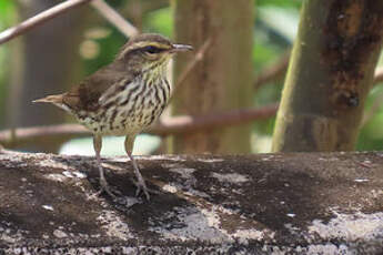 Paruline des ruisseaux