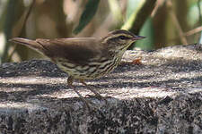 Paruline des ruisseaux