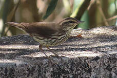 Paruline des ruisseaux