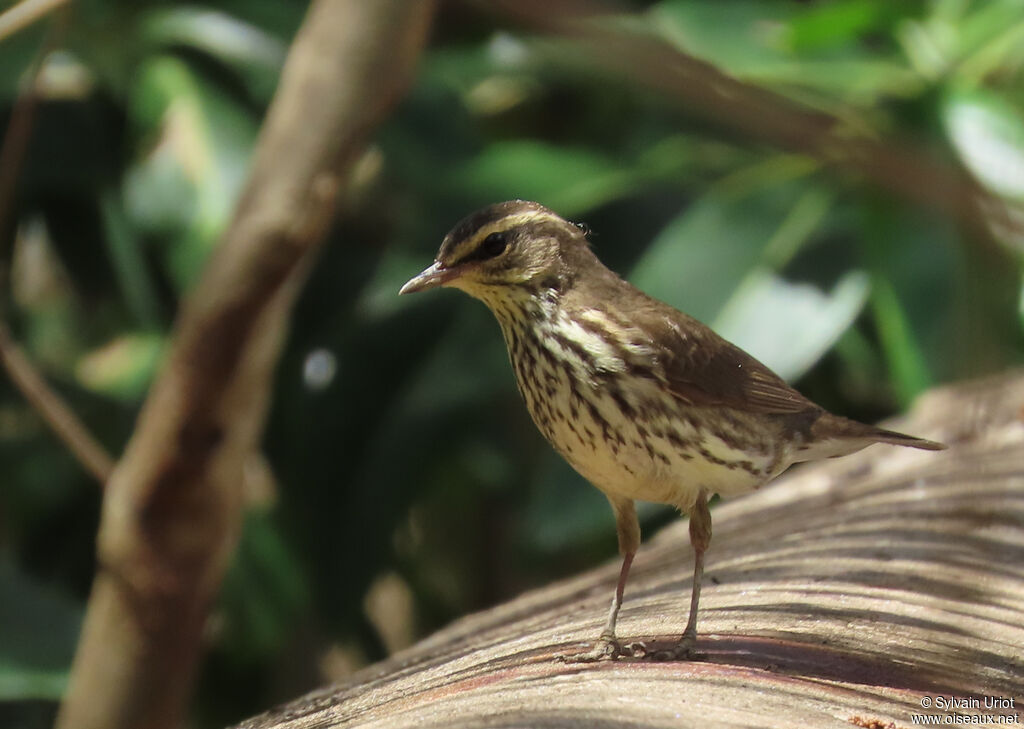 Paruline des ruisseauxadulte