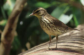 Paruline des ruisseaux