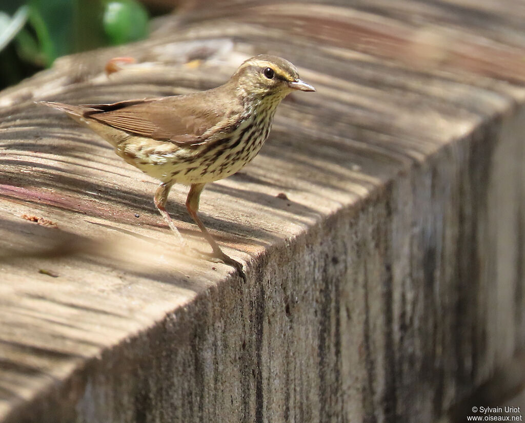 Paruline des ruisseauxadulte