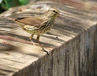 Paruline des ruisseaux