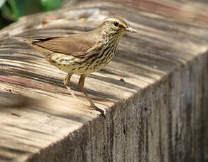 Paruline des ruisseaux