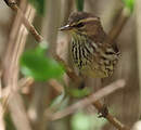 Paruline des ruisseaux