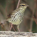 Paruline des ruisseaux