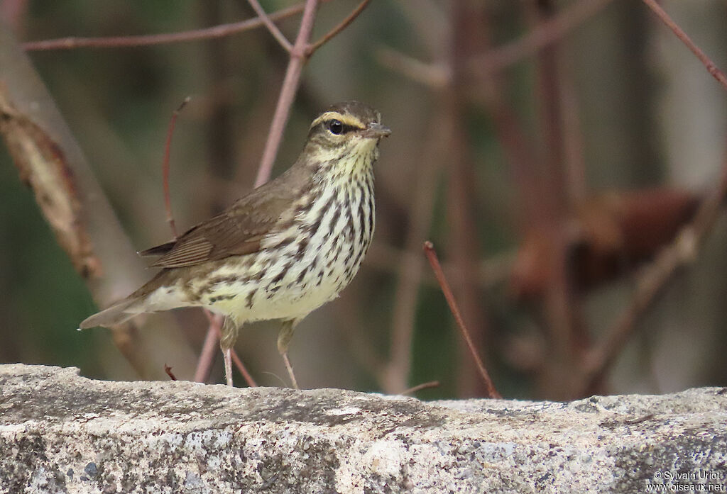 Paruline des ruisseaux