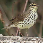 Paruline des ruisseaux