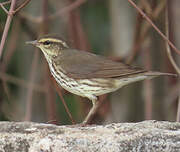 Paruline des ruisseaux