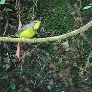 Canada Warbler