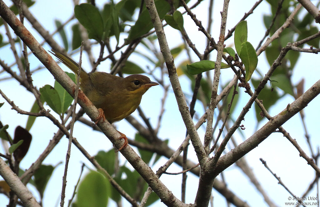 Masked Yellowthroat female adult